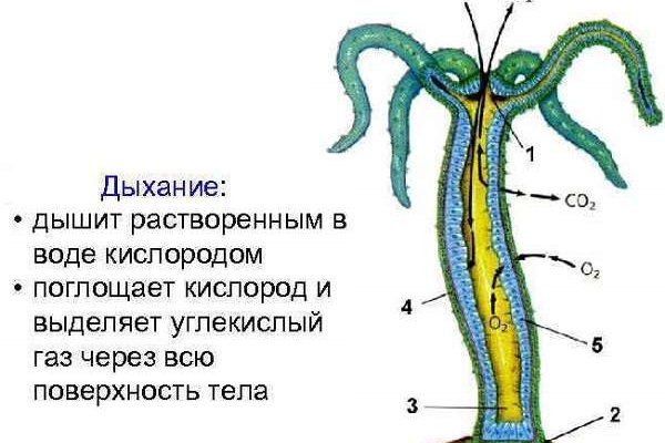 Блэк спрут официальная ссылка 1blacksprut me