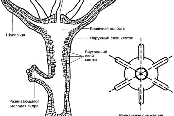 Black sprut отзывы